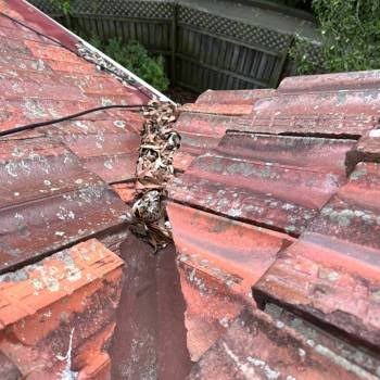 Leaky or Faded Roof in Western Sydney? Premium Restoration & Repairs in Parramatta